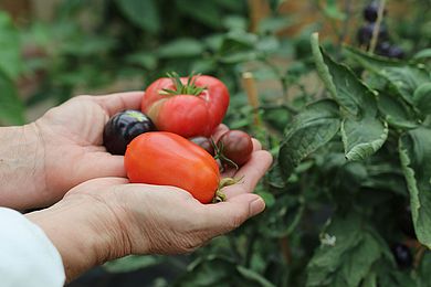 frisch geerntete Tomaten