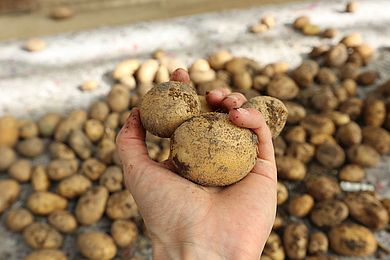 Frisch geerntete Kartoffeln