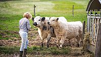 Kind füttert Rinder auf einer Weide